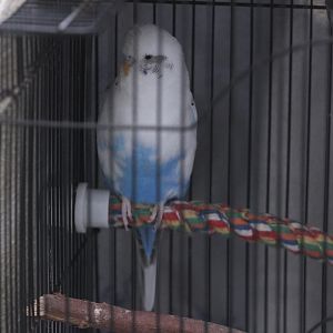 Budgerigar, Horowhenua AP&I Show 2022