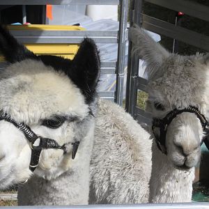 Alpacas, Horowhenua AP&I Show 2022