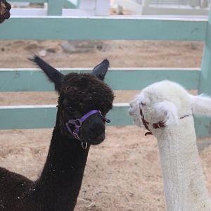 Alpacas, Horowhenua AP&I Show 2022