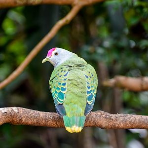 Rose-crowned Fruit Dove