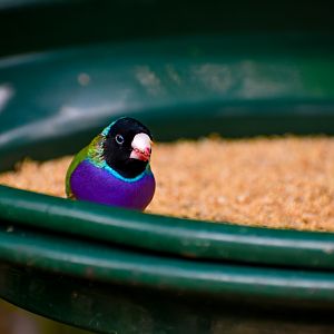 Gouldian Finch