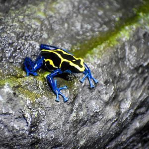 Dyeing Poison Dart Frog