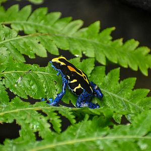 Dyeing Poison Dart Frog
