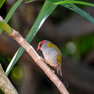 Red-browed Finch
