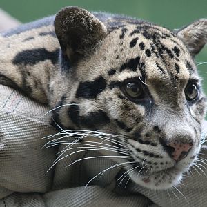 Clouded leopard