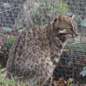 Amur leopard cat - adult