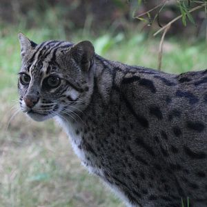 Fishing cat in outdoor-enclosure