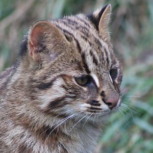 Amur leopard cat - juvenile