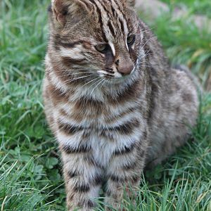 Amur leopard cat - juvenile