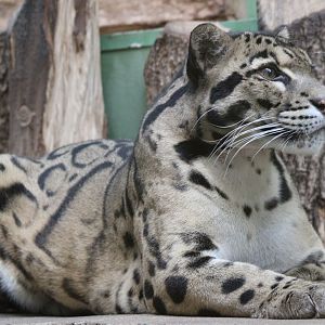 Clouded leopard