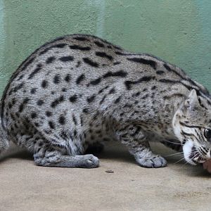 Fishing cat in indoor-enclosure