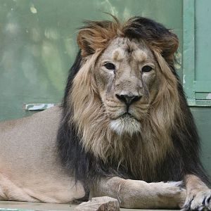 Asiatic lion