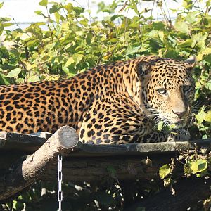 Javan leopard