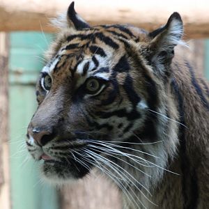 Sumatran tiger