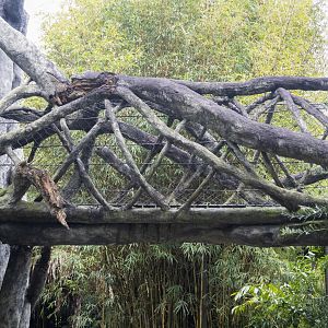 Jan. 2022 - Land of the Tiger - Tiger Overpass (Malayan/Sumatran)