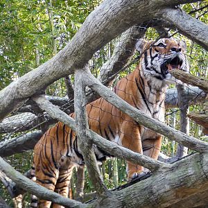 Jan. 2022 - Land of the Tiger - Tiger Overpass (Malayan/Sumatran)