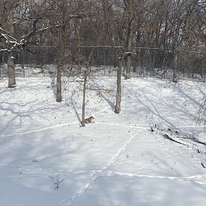 Northern Trail - Amur Tiger Exhibit