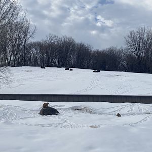 Northern Trail - Prairie Dog + American Plains Bison Exhibits