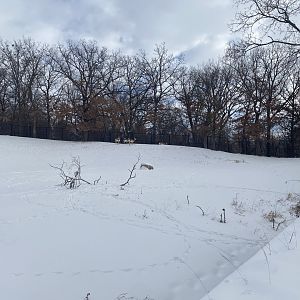 Northern Trail - Plains Pronghorn Exhibit