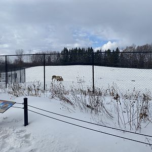 Northern Trail - Przewalski’s Horse Exhibit