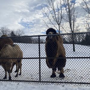 Northern Trail - Bactrian Camels Chewing on the Fence