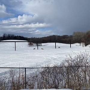 Northern Trail - Przewalski’s Horse Exhibit (Former Musk Oxen Exhibit)