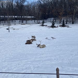 Northern Trail - Woodland Caribou/Domestic Reindeer Exhibit