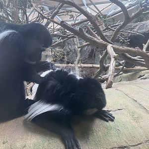 Mantled Guereza Grooming