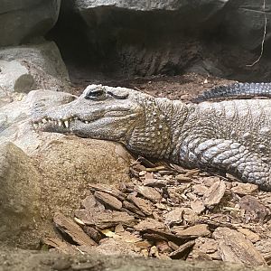 West African Dwarf Crocodile