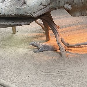 Komodo Dragon
