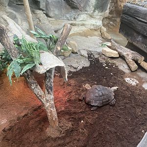 Tropics Trail - Burmese Brown Tortoise Exhibit (Former Asian Small-Clawed Otter Exhibit)