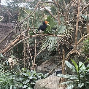 Rhinoceros Hornbill