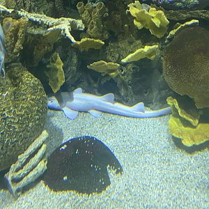 White White-Spotted Bamboo Shark