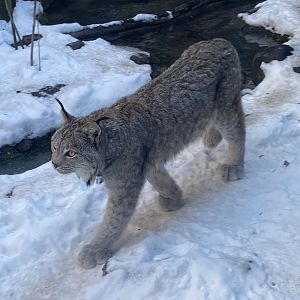 Canadian Lynx