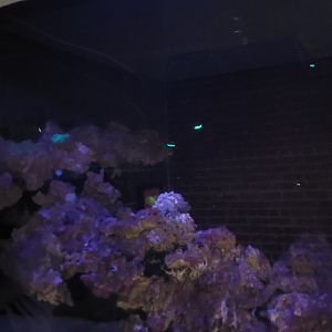 Solomon Islands- Flashlight Fish Tank