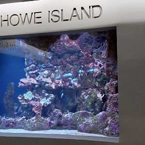 Lord Howe Island Tank