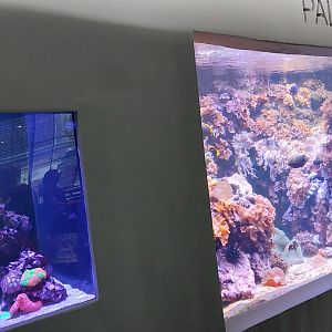 Palau Tanks