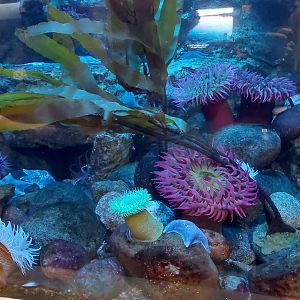 British Columbia Tank