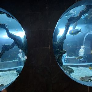 Continental Shelf- porthole viewing for 20,000 Gallon Tank