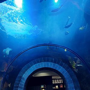 Continental Shelf- Tunnel