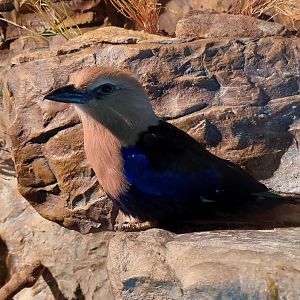 Blue-bellied Roller exhibit- Madagascar