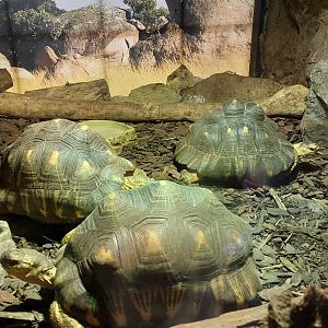 Radiated Tortoise exhibit- Madagascar