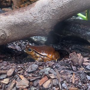 Tomato Frog Exhibit- Madagascar