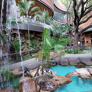 Cape of Good Hope- African Penguin Exhibit