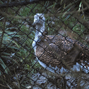 Great Bustard - 2021 [re-uploaded to improve clarity]