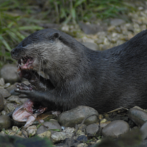 Otter enjoying a fish - 2021