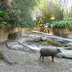 Jan. 2022 - Land of the Tiger - Babirusa/Asian Small-clawed Otter Exhibit