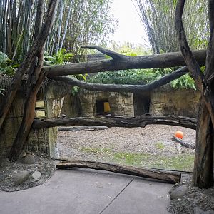 Jan. 2022 - Land of the Tiger - Babirusa/Asian Small-clawed Otter Exhibit Viewing