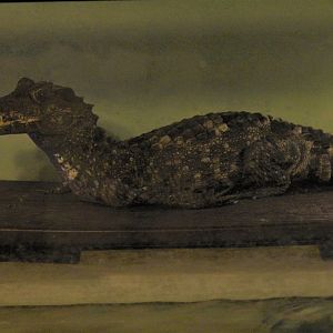 Smooth-Fronted Caiman