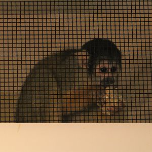 Peruvian Squirrel Monkey